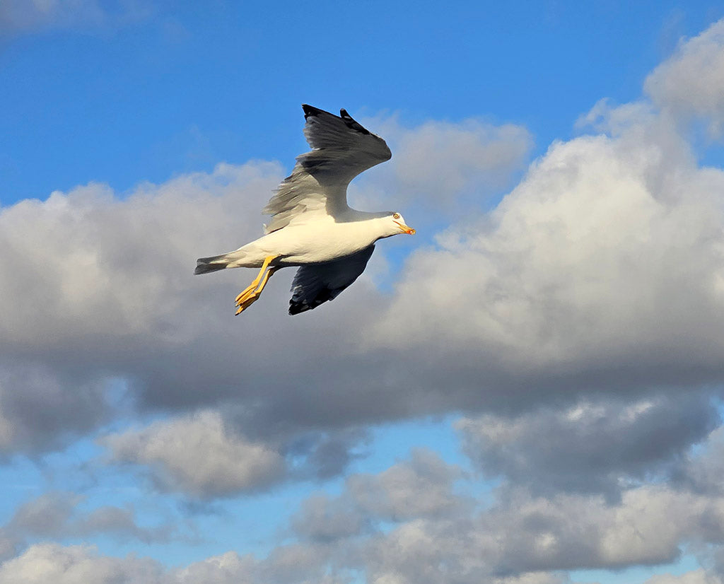 photo le goeland à pattes jaunes 20x30cm de kellestom