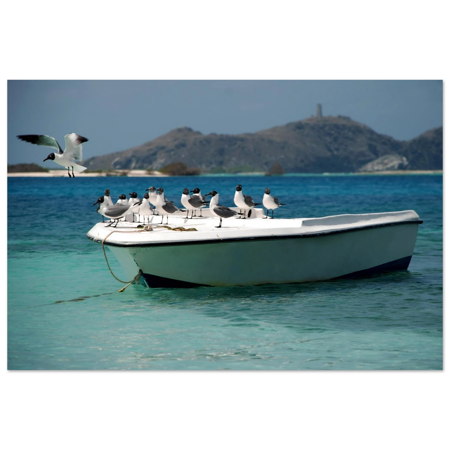 Capturée dans l'archipel préservé de Los Roques au Venezuela, cette œuvre saisit le contraste saisissant entre le plumage charbonneux de la mouette à tête noire et l'éclat pur des paysages caribéens.