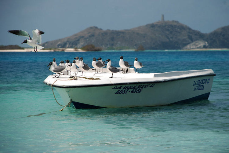 Mouettes a tete noire-photo-20x30-Kellestom