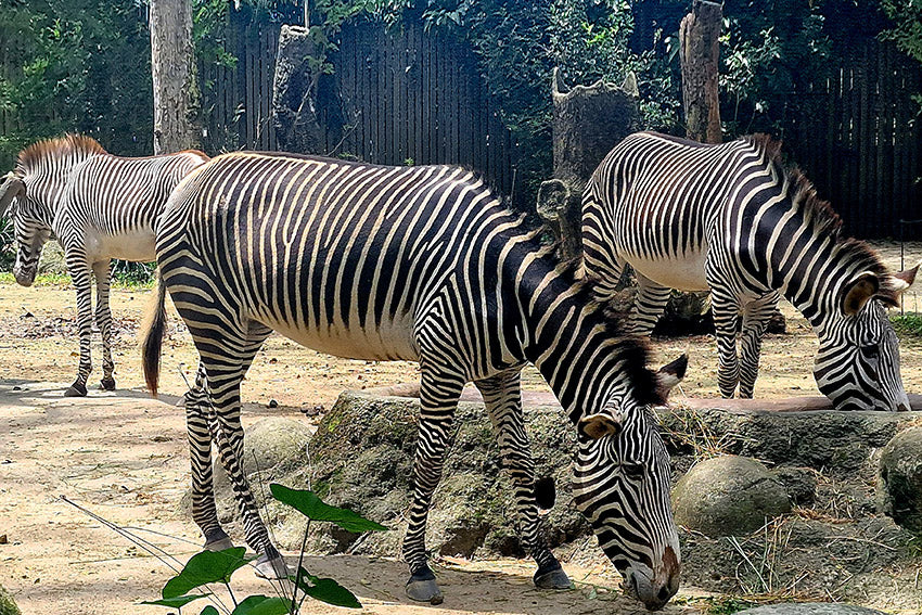 Asie - Singapour: les zèbres, rayés noir et blanc au zoo de Singapour 
près d'un point d'eau.