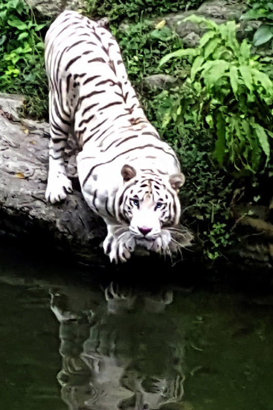 Un tigre blanc majestueux en plein étirement au bord de l'eau au zoo de Singapour, son regard perçant braqué vers l'objectif et son reflet se dessinant à la surface.