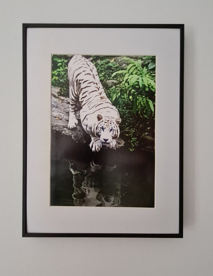 Tigre blanc du zoo de Singapour