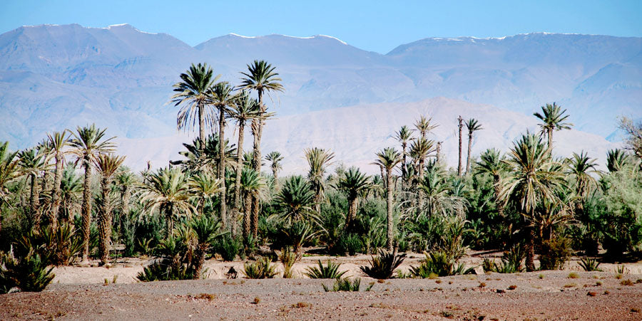Atlas Maroc – Photo de voyage palmiers et montagnes à télécharger | Kellestom